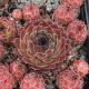 Sempervivum SUN WAVES