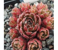 Sempervivum BRUNHILDE