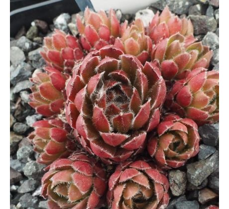 Sempervivum BRUNHILDE