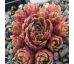 Sempervivum BRUNHILDE