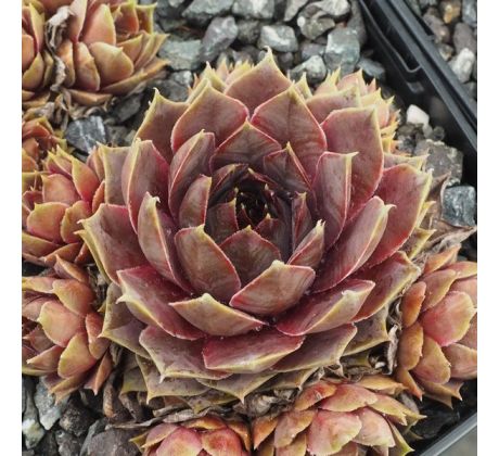 Sempervivum ANITTE