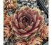 Sempervivum ANITTE