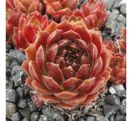 Sempervivum ACCORD