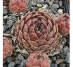 Sempervivum AGNES