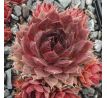 Sempervivum BLOOD TIP