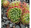 Sempervivum ALMAROS