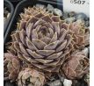 Sempervivum CONTESSA