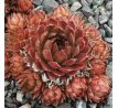 Sempervivum BRONZE PASTEL