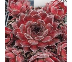 Sempervivum CENTURIAN