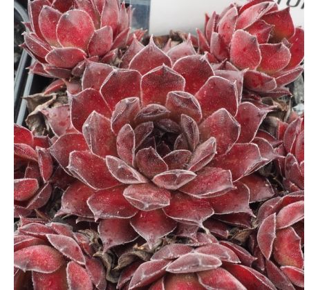 Sempervivum CENTURIAN