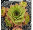 Sempervivum VLADO