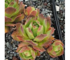 Sempervivum WULFENII SUBPS. JUVANII