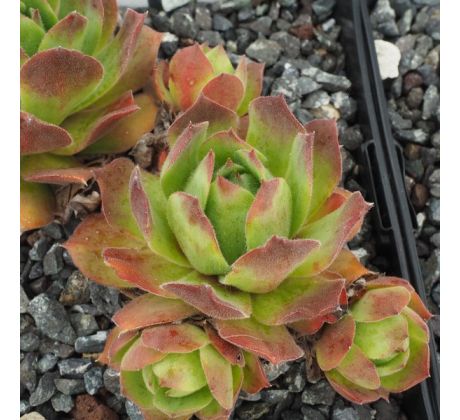 Sempervivum WULFENII SUBPS. JUVANII