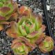 Sempervivum WULFENII SUBPS. JUVANII