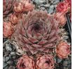 Sempervivum GREY LADY