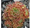 Sempervivum CYCLOPS