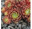 Sempervivum KATOPIA