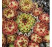 Sempervivum ITALIA