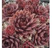 Sempervivum SHOCK WAVES