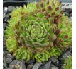 Sempervivum EDWARD BALLS