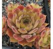 Sempervivum DUNE