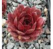 Sempervivum DYKE