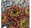 Sempervivum ERDBEERMOND