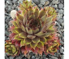 Sempervivum ESTHETIQUE DU MAL