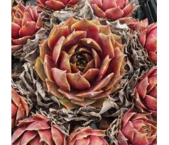 Sempervivum FAME