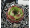 Sempervivum FARIDA