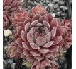 Sempervivum GREY DAWN