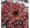 Sempervivum BRONCO