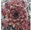 Sempervivum NACHTMELODIE