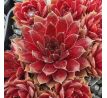 Sempervivum PACIFIC BLAZING STAR