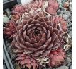 Sempervivum RED KING