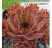 Sempervivum STARSHINE