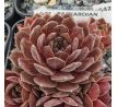 Sempervivum PACKARDIAN