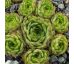 Sempervivum FLAVISPINUM