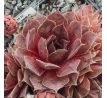 Sempervivum PACIFIC MAJESTIC RUBRA