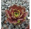 Sempervivum RED ACE