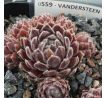 Sempervivum VANDERSTEEN