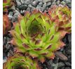 Sempervivum ARMENUM