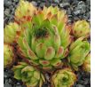 Sempervivum ARTVINENSE