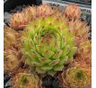 Sempervivum BREVIPILUM