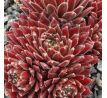 Sempervivum FÁZÉLV