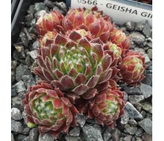 Sempervivum GEISHA GIRL