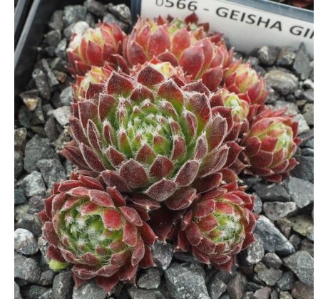 Sempervivum GEISHA GIRL