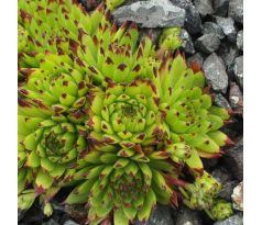 Sempervivum GIUSEPPE ROBERTI