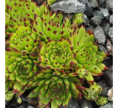 Sempervivum GIUSEPPE ROBERTI