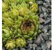 Sempervivum GOG